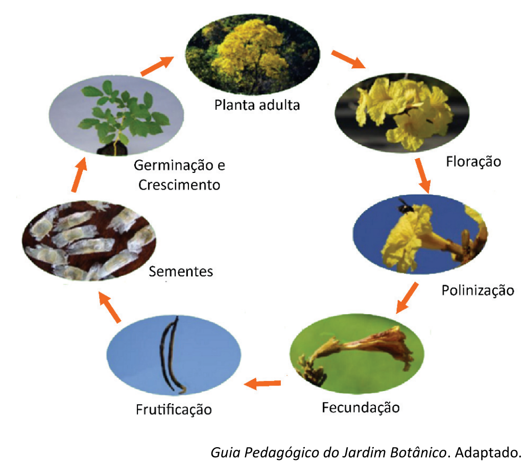 F1 Diagrama do ciclo de vida do ipê-amarelo, com fotografias ligadas por setas alaranjadas na sequência: Planta adulta, mostrando uma árvore com flores amarelas; Floração, mostrando flores amarelas; Polinização, mostrando um inseto junto a uma flor; Fecundação, mostrando uma flor murcha; Frutificação, mostrando frutos longos e estreitos; Sementes, mostrando sementes aladas; Germinação e Crescimento, mostrando uma planta jovem. Uma seta liga a planta jovem à planta adulta, completando o ciclo.