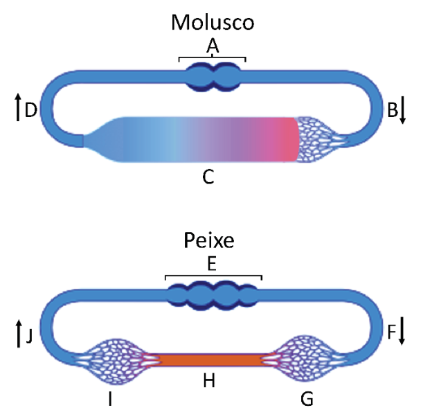 Esquemas de sistemas circulatórios: na parte superior, o sistema aberto de um molusco com as estruturas indicadas por A (coração), setas B e D indicando o sentido de fluxo, e C (hemocele/lacunas corporais); na parte inferior, o sistema fechado de um peixe com as estruturas indicadas por E (coração), setas F e J indicando o sentido de fluxo, G e I (redes capilares) e H (vaso sanguíneo dorsal com sangue arterial).