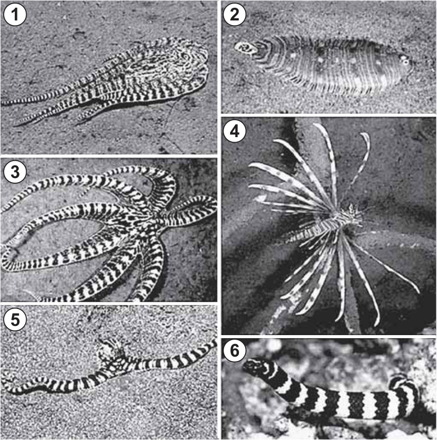 F1 Painel com seis fotos numeradas de 1 a 6: (1) polvo com o corpo e tentáculos alinhados de forma achatada; (2) peixe-linguado; (3) polvo com os tentáculos estendidos radialmente; (4) peixe-leão com seus espinhos alongados; (5) polvo com dois tentáculos estendidos linearmente em sentidos opostos; (6) serpente-marinha listrada.