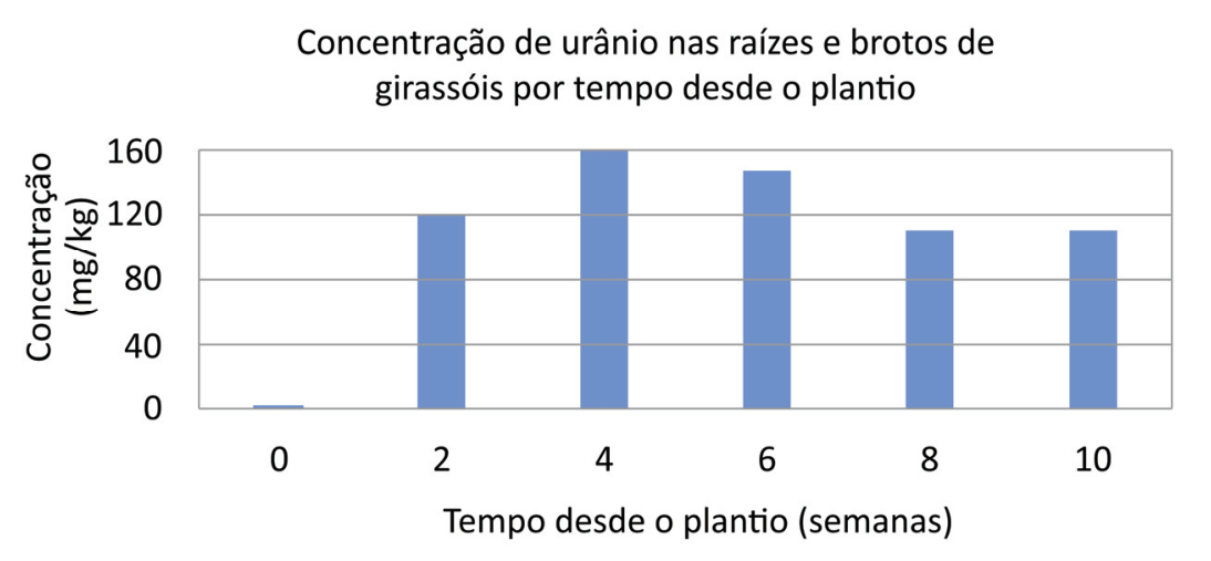 Gráfico de barras intitulado "Concentração de urânio nas raízes e brotos de girassóis por tempo desde o plantio". O eixo vertical representa a Concentração em mg/kg, graduado de 0 a 160 em intervalos de 40. O eixo horizontal indica o Tempo desde o plantio em semanas, com marcas em 0, 2, 4, 6, 8 e 10. As barras indicam aproximadamente: semana 0 próxima a 0; semana 2 em 120; semana 4 em 160; semana 6 próxima a 145; semana 8 próxima a 110; e semana 10 próxima a 110.
