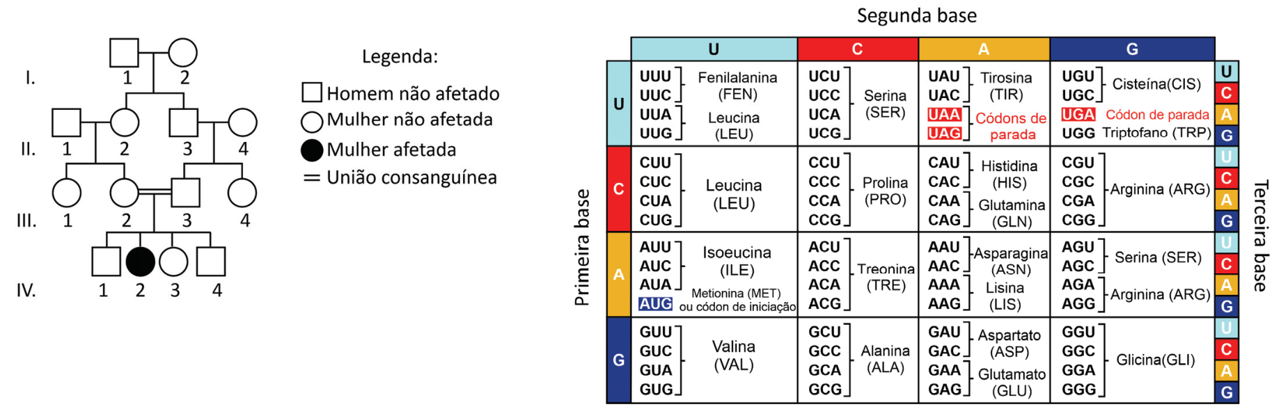 Heredograma de quatro gerações representando uma família com casamento consanguíneo entre os primos III-2 e III-3, que gerou uma filha afetada (IV-2) por hemocromatose juvenil, acompanhado pela legenda dos símbolos e pela tabela do código genético relacionando códons de RNAm aos seus respectivos aminoácidos e códons de terminação.