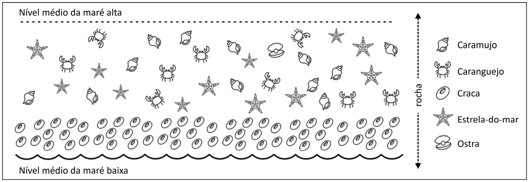 Esquema de um costão rochoso delimitado verticalmente entre o nível médio da maré alta e o nível médio da maré baixa. À direita, a legenda indica os organismos representados: Caramujo, Caranguejo, Craca, Estrela-do-mar e Ostra. No corpo do costão rochoso, observa-se uma faixa densa de cracas na parte inferior e, acima dela, distribuem-se indivíduos de caramujos, caranguejos, estrelas-do-mar e ostras.