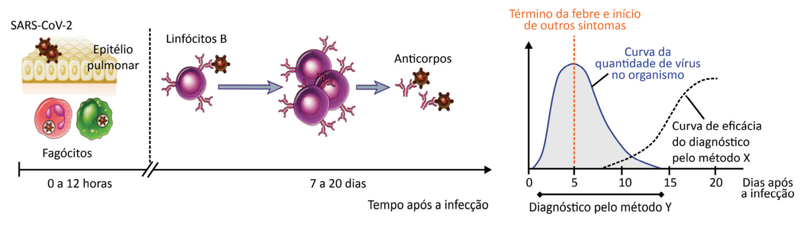Esquema da resposta imune e gráfico da infecção por SARS-CoV-2 ao longo do tempo. À esquerda, a resposta imune: de 0 a 12 horas, infecção do epitélio pulmonar por SARS-CoV-2 e ação de fagócitos; de 7 a 20 dias, proliferação de linfócitos B e produção de anticorpos contra o vírus. À direita, gráfico relacionando dias após a infecção (de 0 a mais de 20 dias): a curva contínua representa a quantidade de vírus no organismo, com pico no dia 5 (marcado por uma linha tracejada com a legenda "Término da febre e início de outros sintomas") e decrescendo até o dia 15; o período indicado para o método Y estende-se do dia 1 ao 14; a curva tracejada representa a eficácia do diagnóstico pelo método X, iniciando após o 7º dia e atingindo o nível máximo a partir do 20º dia.