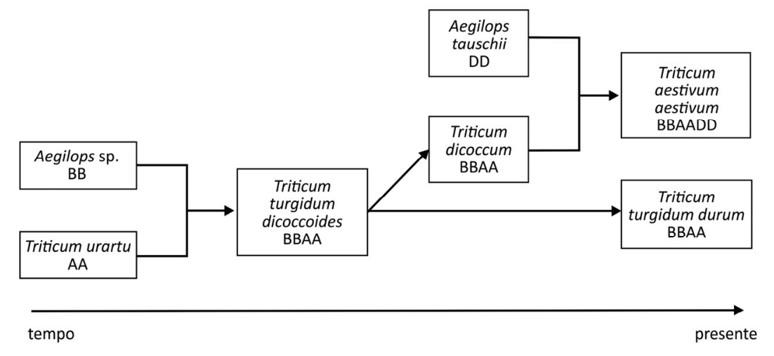 Esquema evolutivo do trigo ao longo do tempo, mostrando hibridizações e duplicações cromossômicas desde as espécies ancestrais Aegilops sp. (BB) e Triticum urartu (AA) até as linhagens atuais Triticum turgidum durum (BBAA) e Triticum aestivum aestivum (BBAADD).