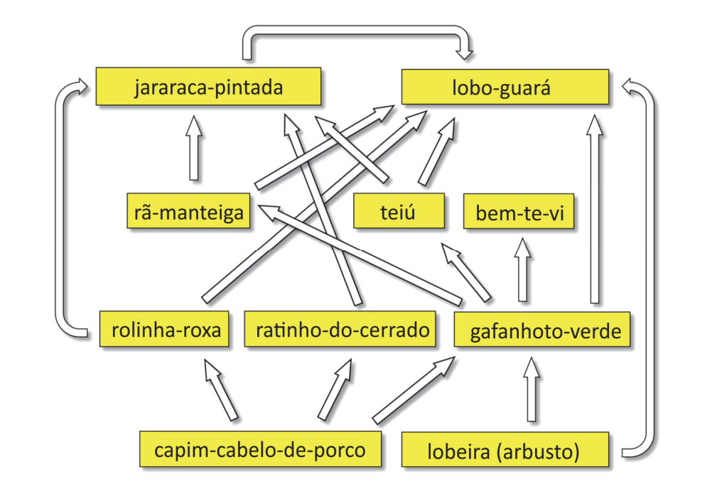 Esquema de teia trófica em um cerrado campestre mostrando as relações alimentares entre capim-cabelo-de-porco, lobeira (arbusto), rolinha-roxa, ratinho-do-cerrado, gafanhoto-verde, rã-manteiga, teiú, bem-te-vi, jararaca-pintada e lobo-guará.