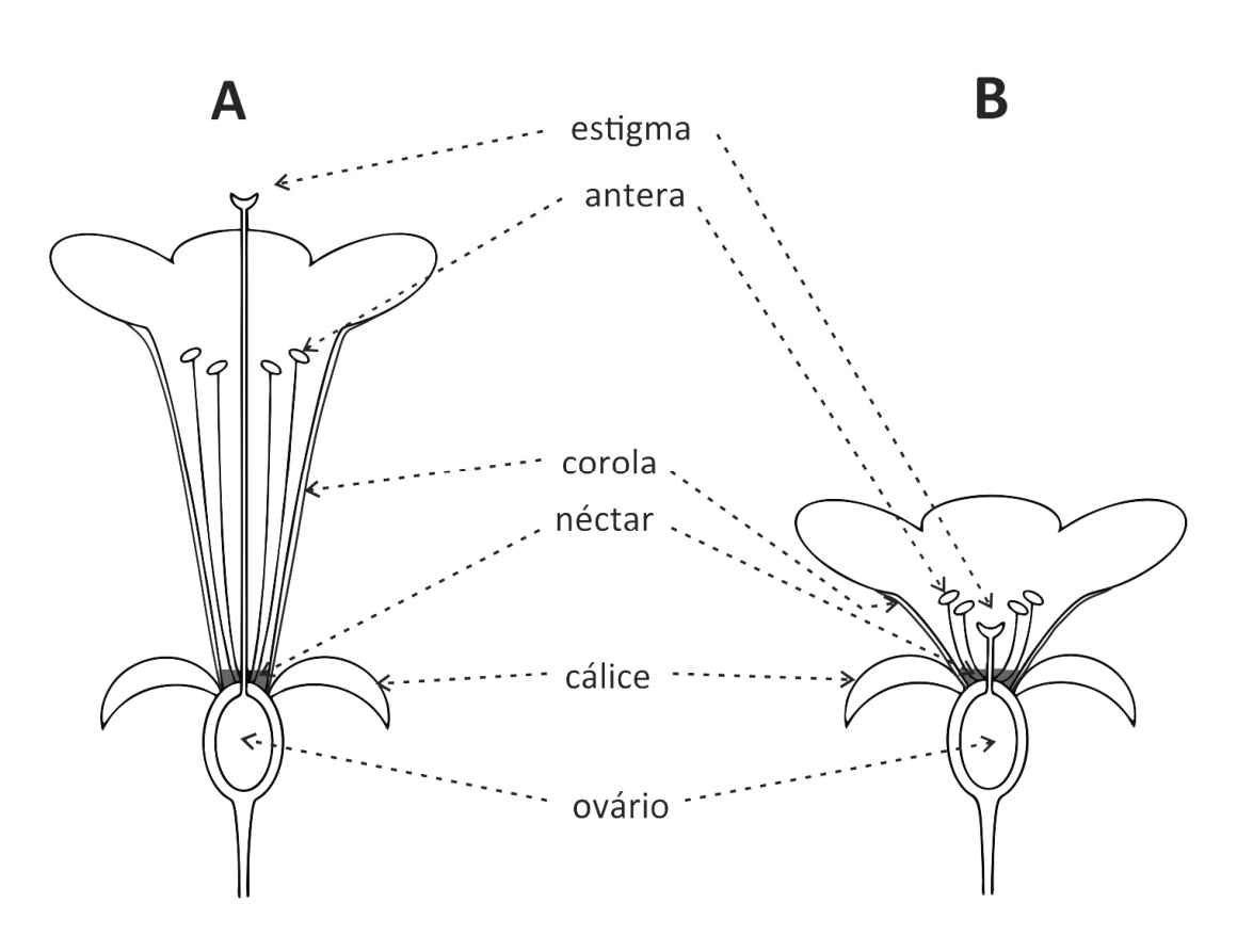 Cortes longitudinais de flores das espécies A e B indicando estigma, antera, corola, néctar, cálice e ovário. Na flor A, a corola é tubular e longa, com o estigma posicionado acima das anteras e a glândula de néctar na base. Na flor B, a corola é curta e aberta, com as anteras posicionadas acima do estigma e o néctar na base.