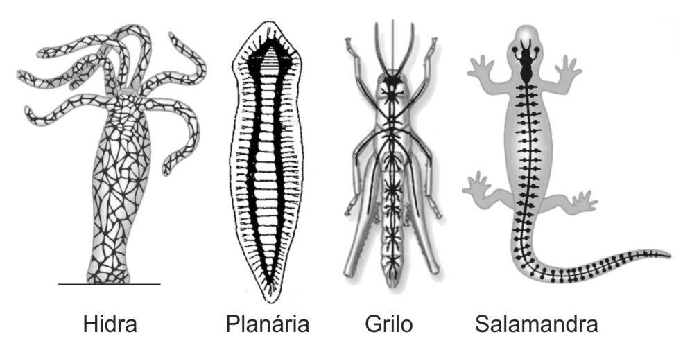 Esquemas dos sistemas nervosos de quatro animais, dispostos lado a lado: a hidra, com uma rede nervosa difusa distribuída por todo o corpo e tentáculos; a planária, com um par de gânglios cerebrais anteriores e cordões nervosos longitudinais unidos por comissuras transversais; o grilo, com gânglios cerebrais e cordão nervoso ventral com gânglios ao longo do corpo; e a salamandra, com encéfalo e medula nervosa espinhal dorsal com nervos periféricos. Abaixo de cada esquema constam seus respectivos nomes: "Hidra", "Planária", "Grilo" e "Salamandra".