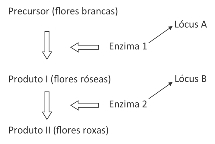 Esquema da via metabólica de síntese de pigmentos em petúnias: o Precursor (flores brancas) é convertido em Produto I (flores róseas) pela ação da Enzima 1 (associada ao Lócus A); o Produto I é convertido em Produto II (flores roxas) pela ação da Enzima 2 (associada ao Lócus B).