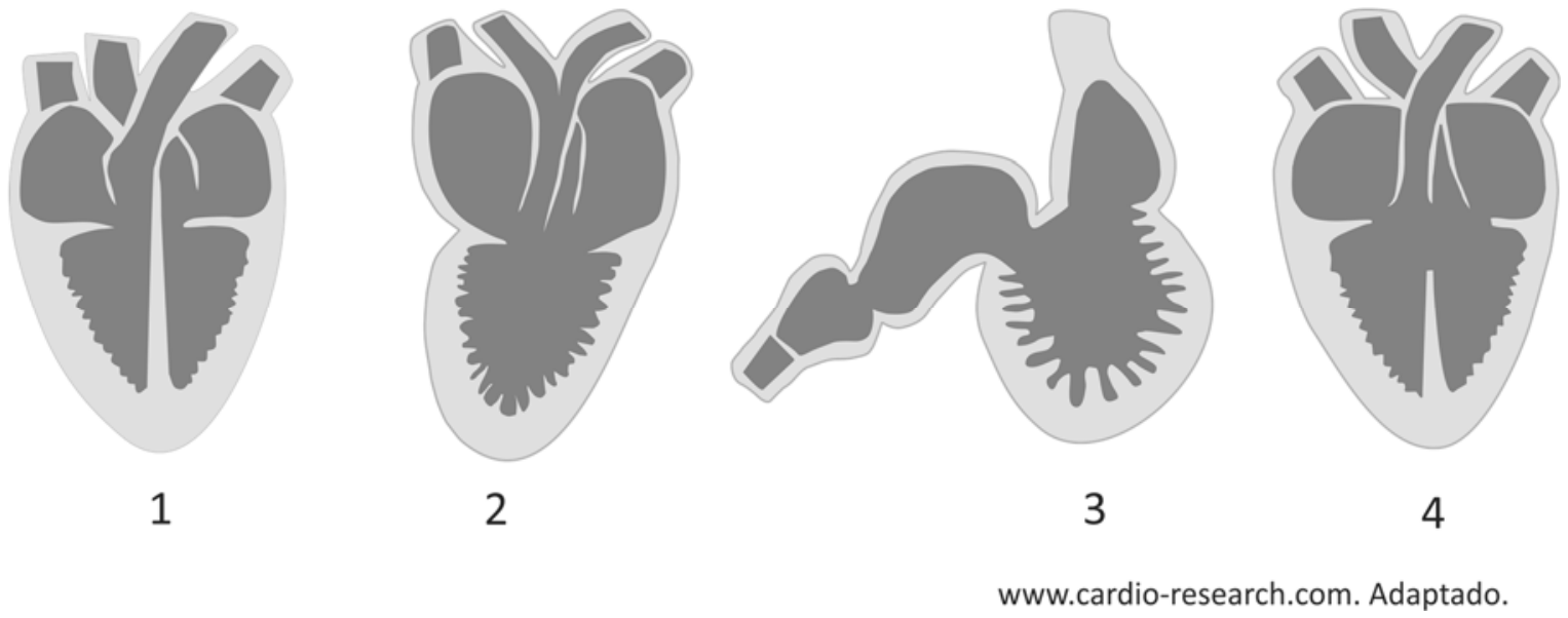 Quatro esquemas numerados de 1 a 4 de cortes longitudinais de corações de vertebrados. O esquema 1 mostra um coração com quatro cavidades completamente separadas (dois átrios e dois ventrículos). O esquema 2 mostra um coração com dois átrios e um único ventrículo. O esquema 3 mostra um coração com duas câmaras em série (um átrio e um ventrículo). O esquema 4 mostra dois átrios e dois ventrículos parcialmente separados por um septo incompleto.