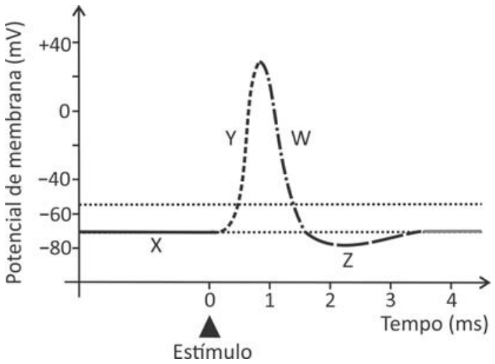 Gráfico do potencial de membrana em função do tempo. O eixo vertical, “Potencial de membrana (mV)”, apresenta os valores +40, 0, −40, −60 e −80; o eixo horizontal, “Tempo (ms)”, apresenta os valores 0, 1, 2, 3 e 4. Uma seta triangular indica “Estímulo” no tempo 0. A curva parte de aproximadamente −70 mV, no trecho indicado por X, sobe rapidamente no trecho Y até um pico próximo de +30 mV, desce no trecho W, atinge aproximadamente −80 mV no trecho Z e retorna ao nível inicial. Duas linhas horizontais pontilhadas indicam níveis próximos de −55 e −70 mV.