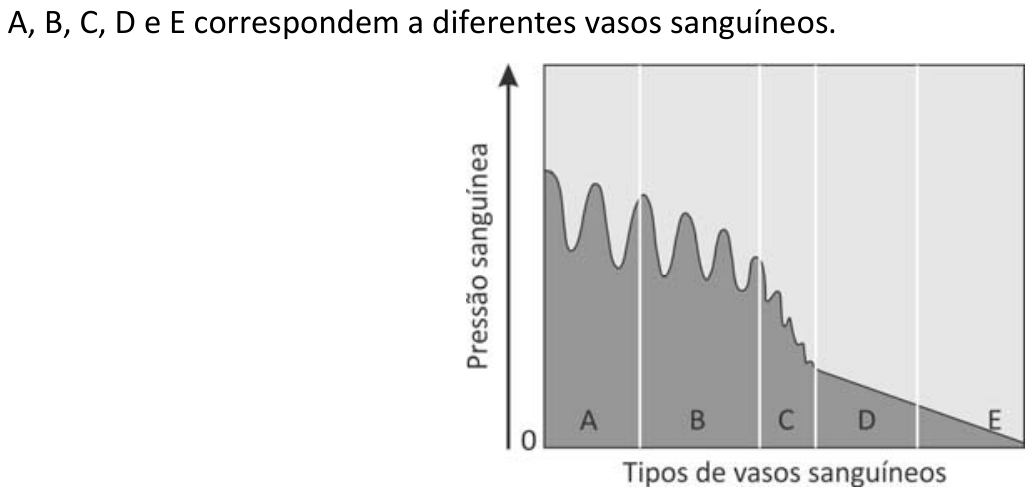 Gráfico com eixo vertical denominado “Pressão sanguínea”, com zero na origem, e eixo horizontal denominado “Tipos de vasos sanguíneos”, dividido, da esquerda para a direita, nas regiões A, B, C, D e E. A área sob a curva está sombreada. A pressão apresenta oscilações e diminui ao longo de A e B, sofre queda acentuada com oscilações menores em C e decresce linearmente ao longo de D e E, chegando próximo de zero no extremo direito.