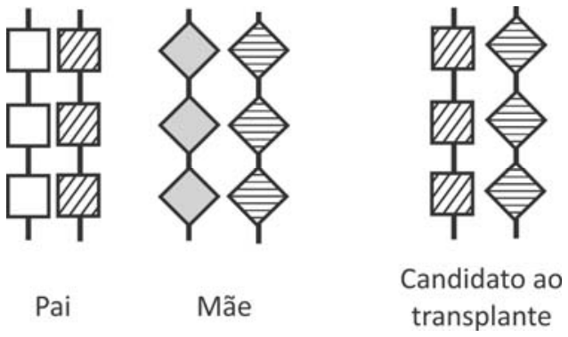 Esquema representando pares de cromossomos com três locos gênicos do haplótipo HLA para Pai, Mãe e Candidato ao transplante. O pai possui um cromossomo com três quadrados brancos e um com três quadrados com listras diagonais. A mãe possui um cromossomo com três losangos cinzas e um com três losangos com listras horizontais. O candidato ao transplante possui um cromossomo com três quadrados com listras diagonais e um com três losangos com listras horizontais.