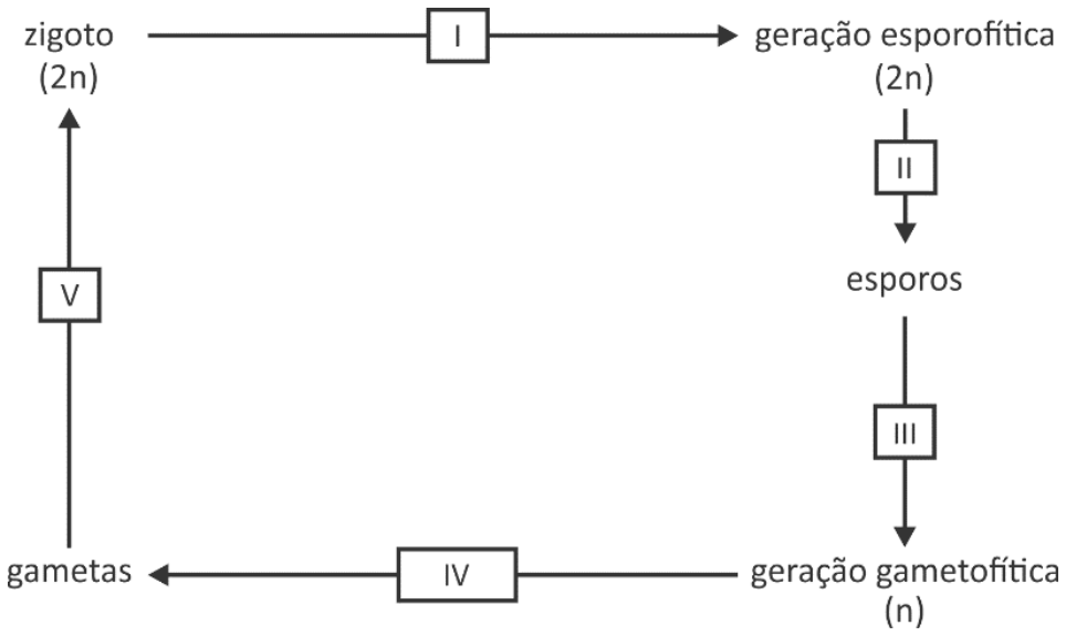 Esquema de alternância de gerações em plantas: zigoto (2n) leva a geração esporofítica (2n) por meio do processo I; geração esporofítica leva a esporos por meio do processo II; esporos levam a geração gametofítica (n) por meio do processo III; geração gametofítica leva a gametas por meio do processo IV; e gametas levam a zigoto (2n) por meio do processo V.