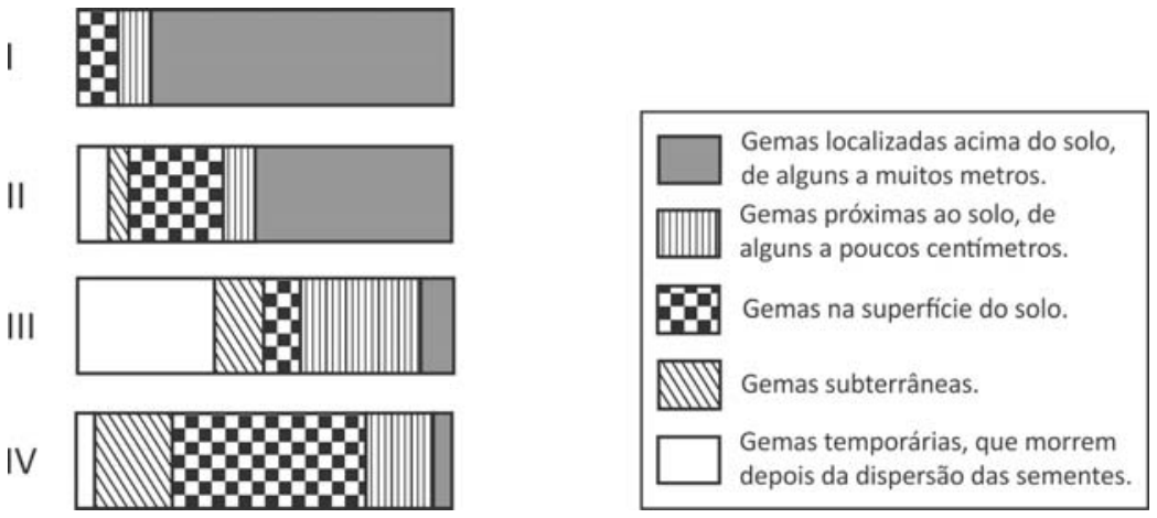 F1 Quatro barras horizontais empilhadas, identificadas por I, II, III e IV, subdivididas em proporções relativas com diferentes preenchimentos. À direita, a legenda indica os tipos de gemas: cinza para 'Gemas localizadas acima do solo, de alguns a muitos metros'; listrado vertical para 'Gemas próximas ao solo, de alguns a poucos centímetros'; quadriculado em xadrez para 'Gemas na superfície do solo'; listrado diagonal para 'Gemas subterrâneas'; e branco para 'Gemas temporárias, que morrem depois da dispersão das sementes'.