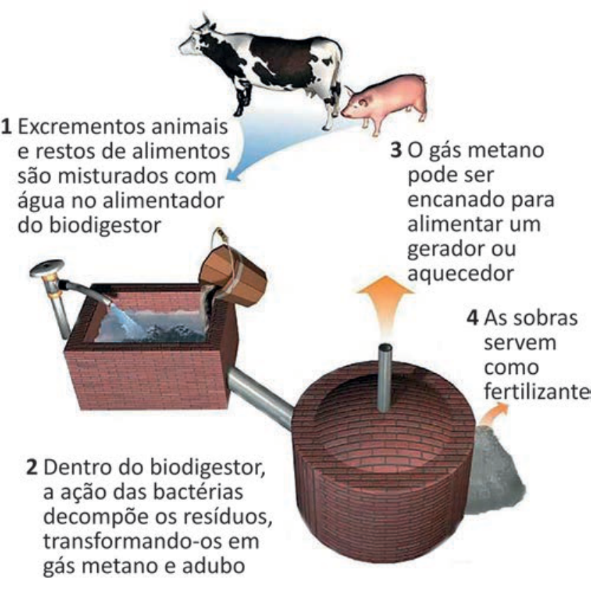 F1 Esquema do processo de biodigestão em quatro etapas: 1. Excrementos de animais (representados por uma vaca e um porco) e restos de alimentos são misturados com água no alimentador do biodigestor; 2. O material passa para o biodigestor, onde a ação bacteriana decompõe os resíduos em metano e adubo; 3. O biogás sai por um cano superior para alimentar gerador ou aquecedor; 4. As sobras residuais são aproveitadas como fertilizante.