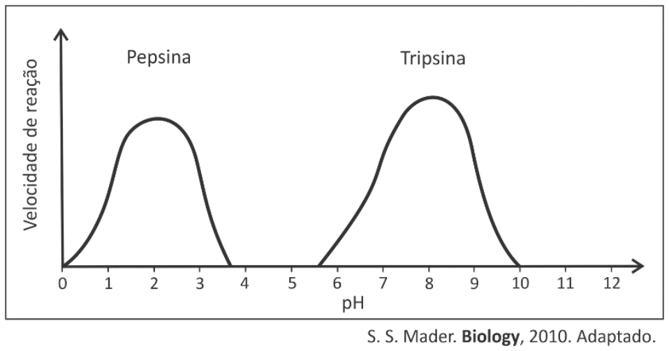 Gráfico da velocidade de reação em função do pH (de 0 a 12), apresentando duas curvas em forma de sino: a curva da pepsina, com atividade entre pH 0 e cerca de 3,7 e pico em pH 2; e a curva da tripsina, com atividade entre pH 5,6 e 10 e pico em pH 8.