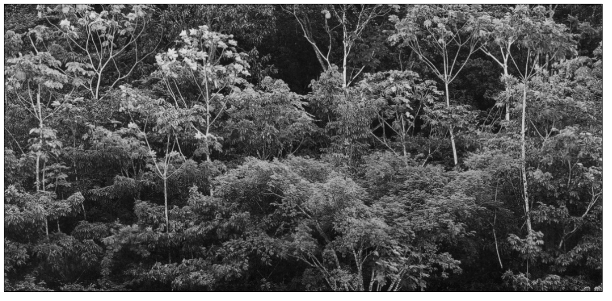 Vista da copa de árvores da floresta amazônica com diversas espécies e alturas