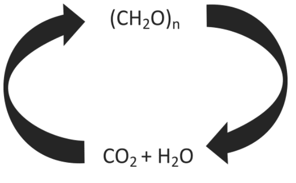 Esquema cíclico formado por duas setas curvas: a seta da esquerda aponta para cima em direção a (CH₂O)ₙ, partindo de CO₂ + H₂O; a seta da direita aponta para baixo em direção a CO₂ + H₂O, partindo de (CH₂O)ₙ.