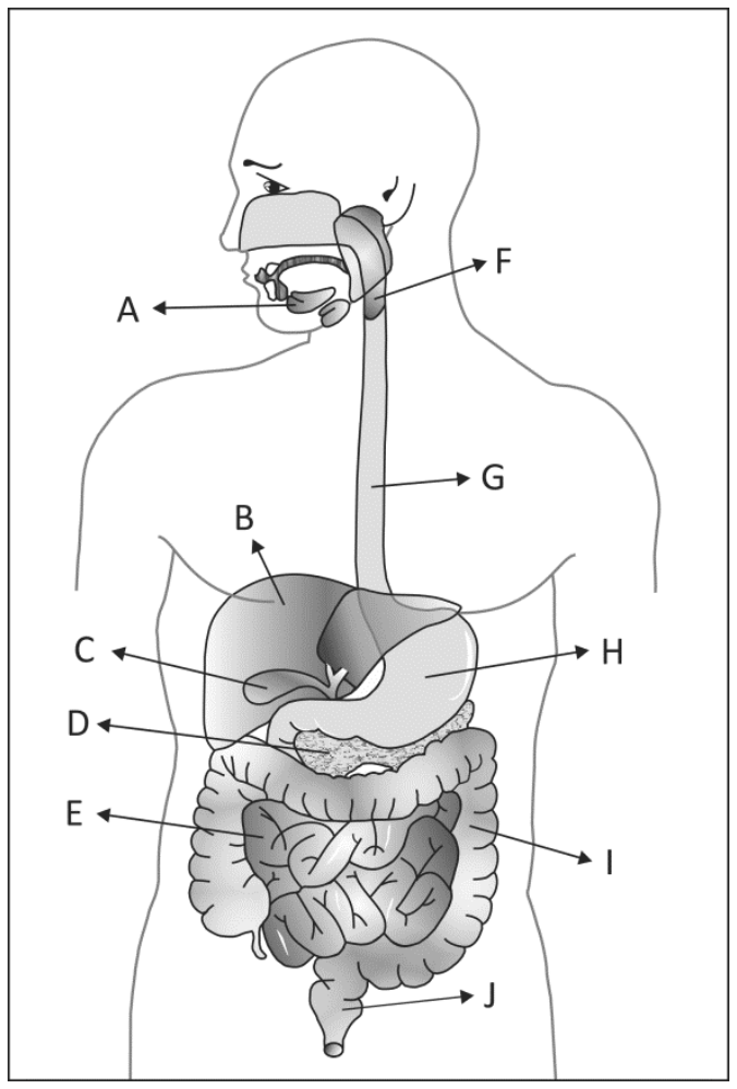 Ilustração anatômica do sistema digestório humano em corte esquemático, indicando órgãos e estruturas com letras de A a J: A aponta para as glândulas salivares/boca; B para o fígado; C para a vesícula biliar; D para o pâncreas; E para o intestino delgado; F para a faringe; G para o esôfago; H para o estômago; I para o intestino grosso; e J para o reto.