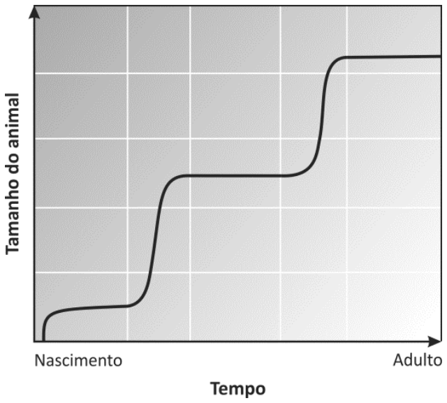 Gráfico de linha mostrando o crescimento em degraus dos artrópodes ao longo do tempo, desde o nascimento até a fase adulta. O eixo vertical indica o Tamanho do animal e o eixo horizontal indica o Tempo.
