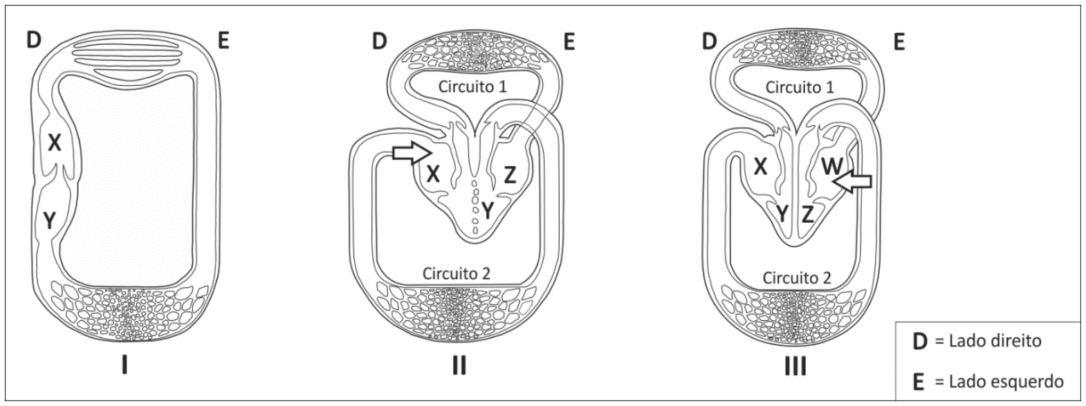 Esquemas de circulação sanguínea em três tipos de vertebrados, denominados I, II e III, com legenda indicando D = Lado direito e E = Lado esquerdo. No esquema I, há duas cavidades cardíacas (X e Y) em um circuito único. No esquema II, há três cavidades cardíacas (X, Y e Z), com uma seta apontando para a cavidade X, e dois circuitos rotulados como Circuito 1 e Circuito 2. No esquema III, há quatro cavidades cardíacas (X, Y, W e Z), com uma seta apontando para a cavidade W, também associadas ao Circuito 1 e Circuito 2.