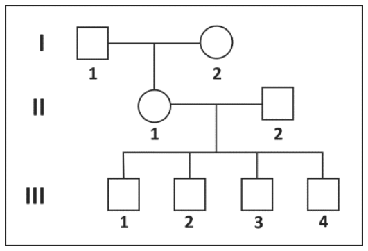 Heredograma com três gerações (I, II e III). Na geração I, o homem 1 e a mulher 2 geram a filha II-1. Na geração II, a mulher 1 e o homem 2 geram quatro filhos homens na geração III, numerados de 1 a 4. Todos os indivíduos são representados por símbolos não preenchidos.