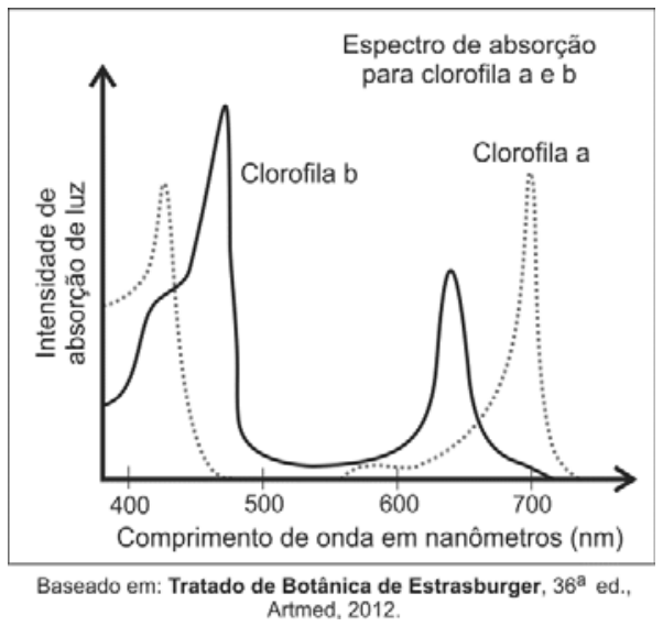 Gráfico de linhas intitulado "Espectro de absorção para clorofila a e b", com o eixo vertical representando a "Intensidade de absorção de luz" e o eixo horizontal representando o "Comprimento de onda em nanômetros (nm)", variando de 400 a mais de 700 nm. A curva contínua representa a clorofila b, com picos acentuados por volta de 470 nm e 640 nm. A curva pontilhada representa a clorofila a, com picos acentuados por volta de 430 nm e 660 nm. Ambas as curvas apresentam absorção muito baixa na faixa de 500 a 600 nm.