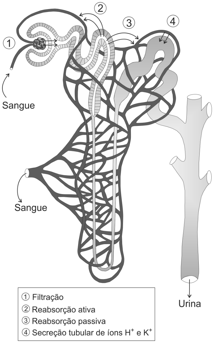 Esquema de um néfron e capilares sanguíneos com os processos numerados: 1 Filtração; 2 Reabsorção ativa; 3 Reabsorção passiva; 4 Secreção tubular de íons H⁺ e K⁺; além de indicações para entrada e saída de sangue e saída de urina.