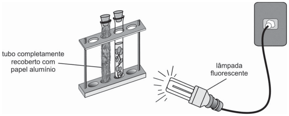 Esquema experimental mostrando um suporte com dois tubos fechados com rolhas contendo água e plantas aquáticas; o tubo da esquerda está indicado como "tubo completamente recoberto com papel alumínio", e o tubo da direita está transparente. Uma lâmpada fluorescente acesa, conectada a uma tomada, ilumina o conjunto.
