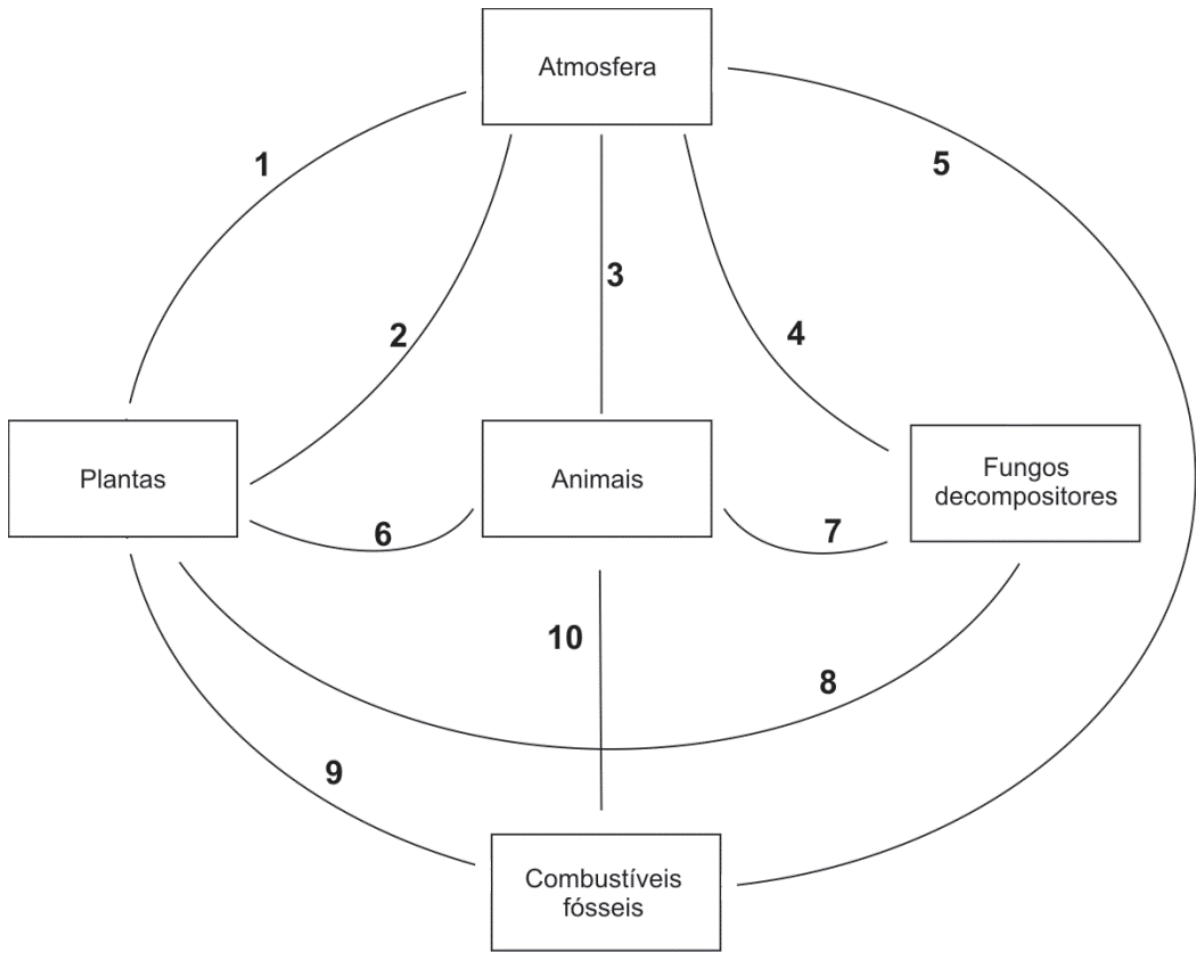 Esquema com cinco caixas retangulares representando componentes do ciclo do carbono: "Atmosfera" no topo, "Plantas" à esquerda, "Animais" ao centro, "Fungos decompositores" à direita e "Combustíveis fósseis" na base. Há dez linhas numeradas conectando os componentes: 1 liga Plantas a Atmosfera; 2 liga Plantas a Atmosfera; 3 liga Animais a Atmosfera; 4 liga Fungos decompositores a Atmosfera; 5 liga Combustíveis fósseis a Atmosfera; 6 liga Plantas a Animais; 7 liga Animais a Fungos decompositores; 8 liga Plantas a Fungos decompositores; 9 liga Plantas a Combustíveis fósseis; 10 liga Animais a Combustíveis fósseis.