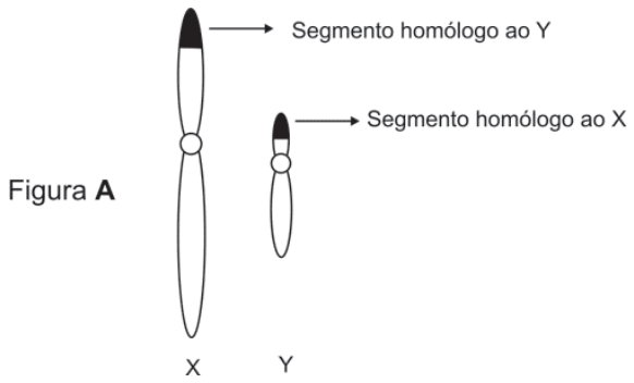 Esquema dos cromossomos sexuais humanos X e Y com indicação dos segmentos homólogos nas extremidades dos braços curtos