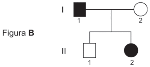 Heredograma apresentando um casal na geração I (homem I-1 afetado e mulher I-2 normal) e dois filhos na geração II (homem II-1 normal e mulher II-2 afetada)