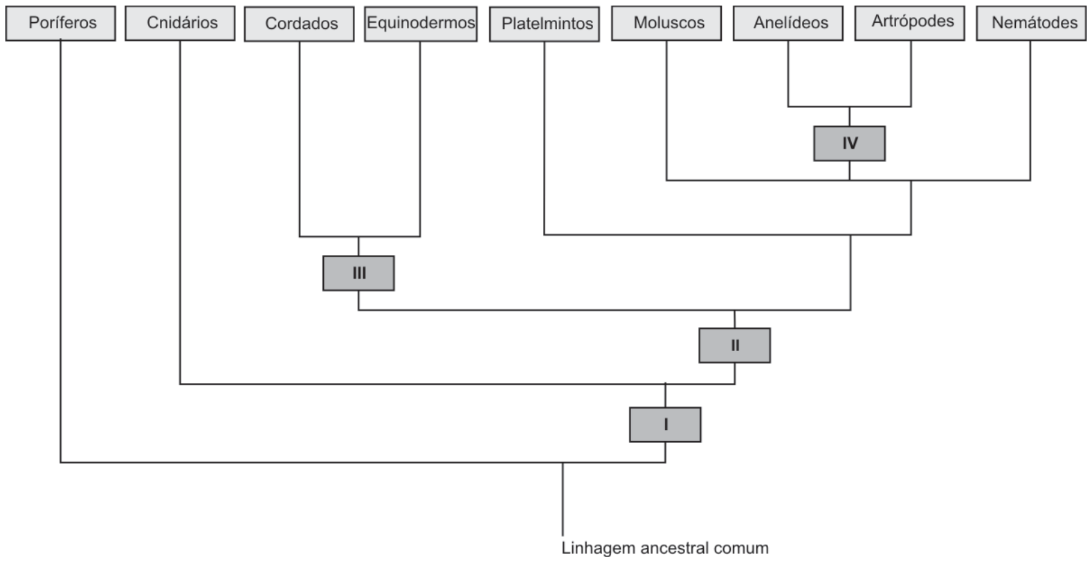 Cladograma da evolução dos animais metazoários a partir de uma linhagem ancestral comum. Os grupos no topo são: Poríferos, Cnidários, Cordados, Equinodermos, Platelmintos, Moluscos, Anelídeos, Artrópodes e Nemátodes. O retângulo I marca a linhagem após os poríferos; o retângulo II marca a linhagem após os cnidários; o retângulo III antecede o clado de Cordados e Equinodermos; e o retângulo IV antecede o clado de Anelídeos e Artrópodes.