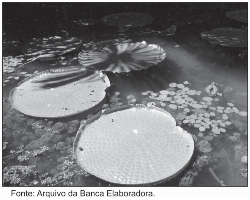 Fotografia em preto e branco mostrando folhas circulares de vitória-régia flutuando sobre a água, acompanhada da legenda "Fonte: Arquivo da Banca Elaboradora."