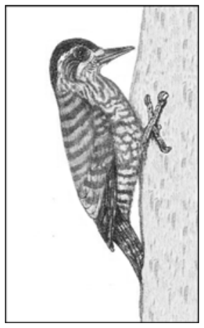 Desenho de um pica-pau apoiado verticalmente em um tronco de árvore, com as patas fixadas na casca e a cauda apoiada contra o tronco.