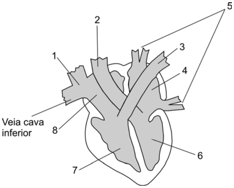 Esquema do coração de um mamífero em corte, indicando câmaras e vasos sanguíneos numerados de 1 a 8, além de uma indicação para a veia cava inferior.
