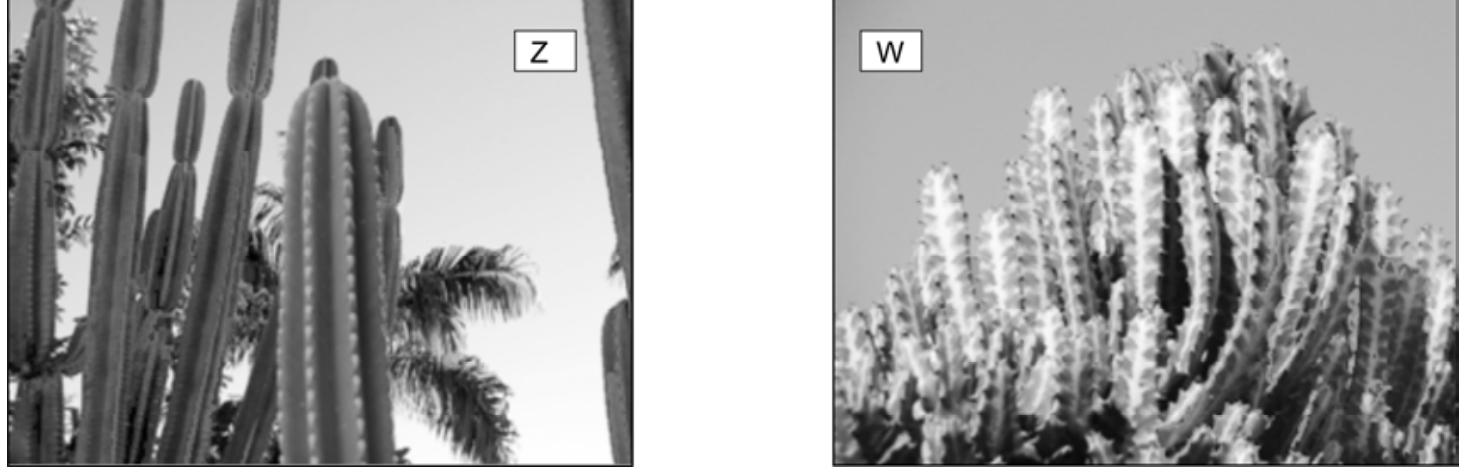 Fotografias de duas plantas semelhantes: à esquerda, identificada pela letra Z, planta com caules verdes, colunares e espinhosos; à direita, identificada pela letra W, planta com múltiplos ramos verticais, espinhosos e canelados.