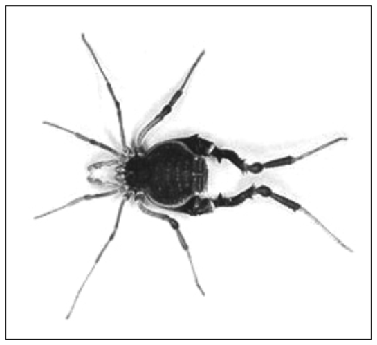 Fotografia dorsal de um artrópode aracnídeo (opilião), apresentando cefalotórax fundido ao abdômen e quatro pares de pernas articuladas, com o último par voltado para trás e mais robusto.