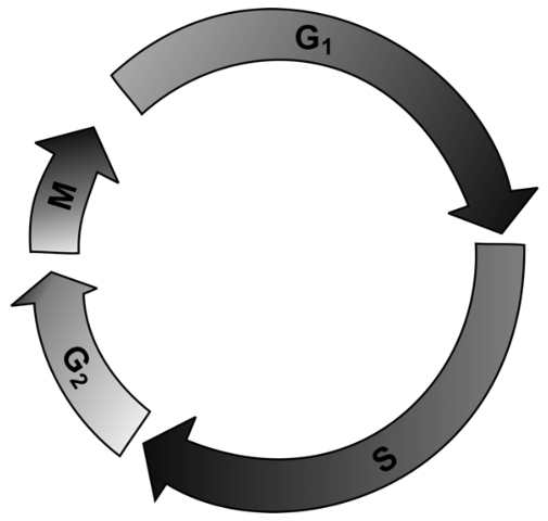 Diagrama circular com setas no sentido horário representando as quatro fases do ciclo celular: G₁, S, G₂ e M.
