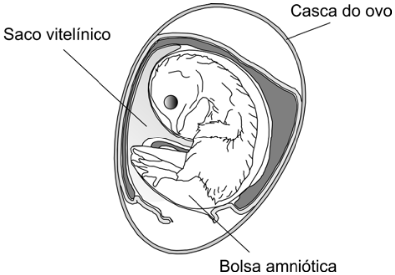 F1 Esquema em corte de um ovo de galinha com um embrião de ave em desenvolvimento, destacando com linhas indicativas a casca do ovo, o saco vitelínico e a bolsa amniótica.