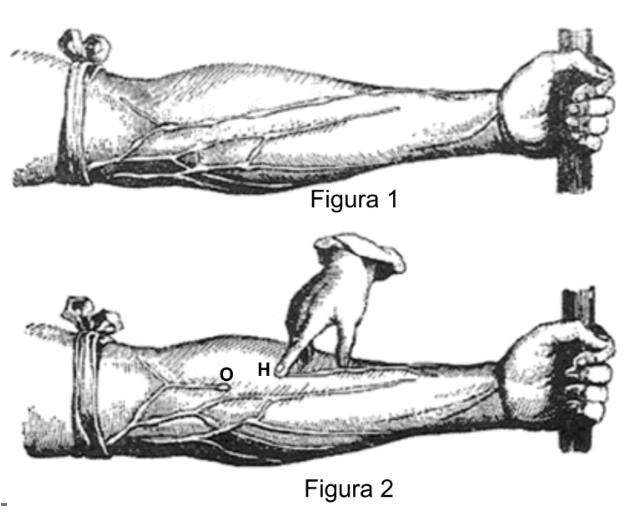 F1 Ilustrações de um experimento de William Harvey mostrando o antebraço humano com um torniquete próximo ao cotovelo. Na Figura 1, os vasos sanguíneos aparecem dilatados e salientes. Na Figura 2, uma mão pressiona a veia no ponto H em direção à mão a partir da protuberância O, mantendo o segmento entre O e H esvaziado.
