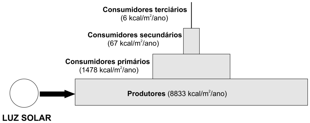 Pirâmide ecológica de produtividade líquida em kcal/m²/ano: à esquerda, um círculo representando a Luz Solar com uma seta direcionada à base da pirâmide. A base corresponde aos Produtores (8833 kcal/m²/ano); acima deles, os Consumidores primários (1478 kcal/m²/ano); em seguida, os Consumidores secundários (67 kcal/m²/ano); e, no topo, uma linha vertical indicando os Consumidores terciários (6 kcal/m²/ano).