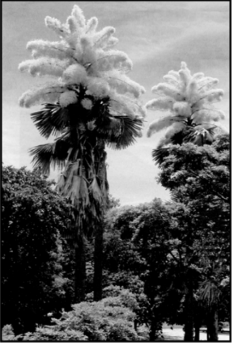 Fotografia em preto e branco de palmeiras da espécie Corypha umbraculifera (palma talipot) floridas no Aterro do Flamengo.