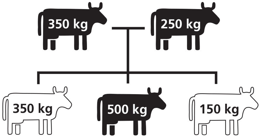 Heredograma ilustrado por silhuetas de bovinos. Na geração parental, dois animais pretos (heterozigotos) com massas de 350 kg e 250 kg. Na geração de descendentes, três animais: à esquerda, um animal branco (homozigoto) com 350 kg; ao centro, um animal preto (heterozigoto) com 500 kg; à direita, um animal branco (homozigoto) com 150 kg.