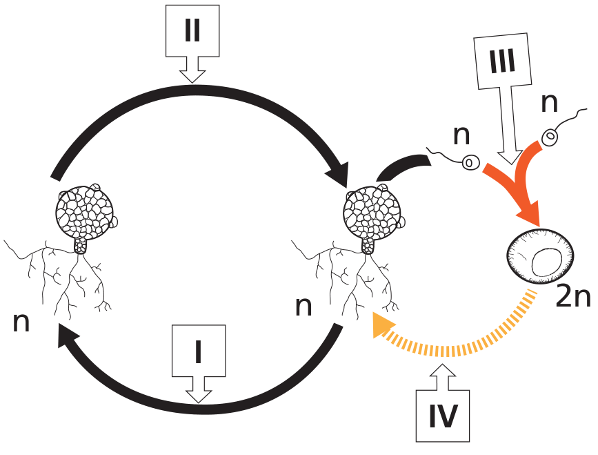 F1 Ciclo de vida típico de um fungo haplobionte haplonte mostrando as etapas numeradas de I a IV e ploidias n e 2n.