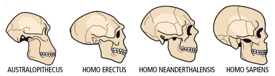 Ilustração em perfil dos crânios de quatro hominídeos alinhados lado a lado: Australopithecus, Homo erectus, Homo neanderthalensis e Homo sapiens, mostrando o aumento gradativo da caixa craniana e alterações na face e mandíbula.