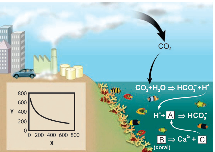 F1 Infográfico sobre o efeito do aumento de dióxido de carbono na água dos oceanos e na degradação de recifes de corais. À esquerda, uma cidade com indústrias e carros emitindo fumaça. O gás CO2 vai para a atmosfera e é absorvido pelo oceano, onde ocorrem as reações químicas: CO2 + H2O => HCO3^- + H^+; H^+ + A => HCO3^-; B (coral) => Ca^2+ + C. No canto inferior esquerdo, há um gráfico com eixo vertical Y variando de 0 a 800 e horizontal X variando de 0 a 800, exibindo uma curva decrescente.