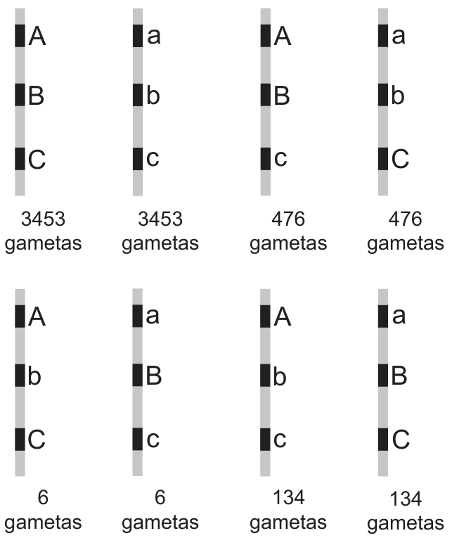 Esquema de oito cromossomos, dispostos em duas fileiras de quatro, com três loci indicados em cada cromossomo. Na fileira superior, da esquerda para a direita, os alelos de cima para baixo e as respectivas quantidades são: A, B, C — 3453 gametas; a, b, c — 3453 gametas; A, B, c — 476 gametas; a, b, C — 476 gametas. Na fileira inferior, da esquerda para a direita: A, b, C — 6 gametas; a, B, c — 6 gametas; A, b, c — 134 gametas; a, B, C — 134 gametas.
