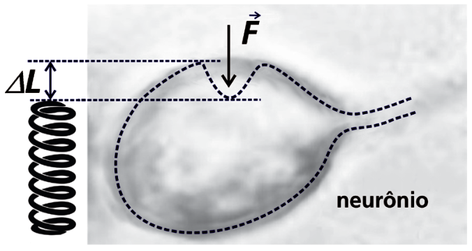 Ilustração esquemática comparando a deformação na superfície de um neurônio à compressão de uma mola. À direita, sobre a imagem de um neurônio, uma seta vertical apontando para baixo representa a força vetorial F comprimindo a membrana celular. À esquerda, uma mola alinhada verticalmente ilustra a analogia elástica, com linhas pontilhadas horizontais indicando a deformação comum Delta L entre o nível indeformado e o comprimido.