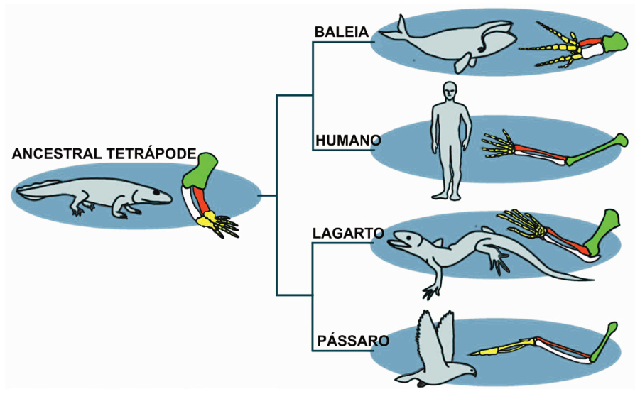Árvore filogenética ilustrando a homologia dos membros anteriores em diferentes vertebrados (baleia, humano, lagarto e pássaro) a partir de um ancestral tetrápode comum, evidenciando a correspondência dos mesmos ossos coloridos em cada estrutura.